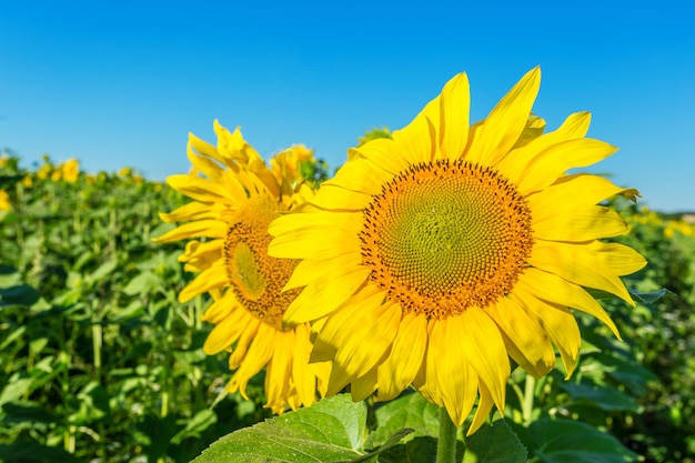 Gelbes Feld von Sonnenblumen