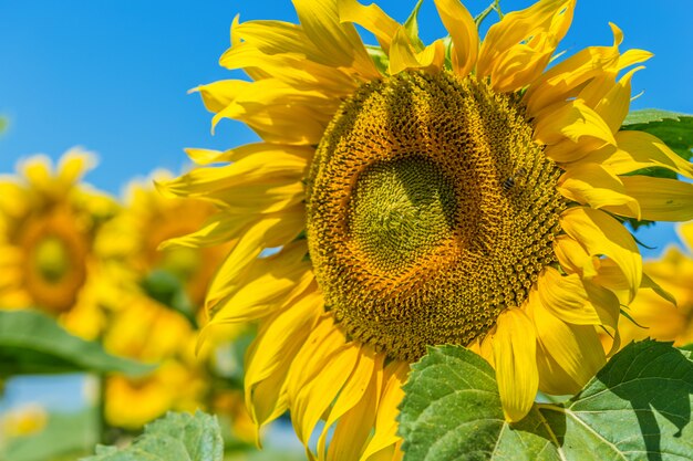 Gelbes Feld von Sonnenblumen