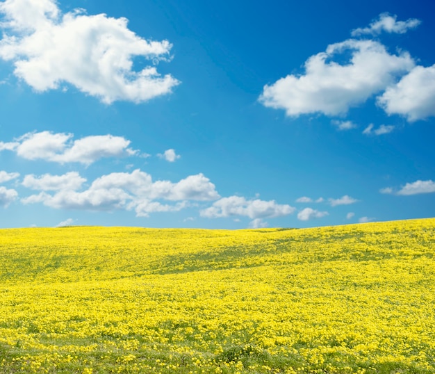 Gelbes Feldpanorama an einem hellen sonnigen Tag