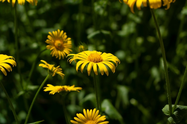 Gelbes Gänseblümchen im Garten im Grünen