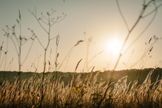 Gelbes Gras auf dem Feld im Sonnenlicht bei Sonnenuntergang. Welt, Land Umwelt Tag Konzept. Atemberaubender Sonnenaufgang auf der Wiese mit Bokeh-Licht. Herbst, Frühling, Sommer.