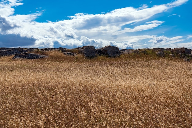 Gelbes Haferfeld und Wolken am blauen Himmel