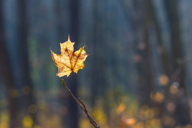 Gelbes Herbstahornblatt in einem dunklen Wald mit einem Hintergrund von Bäumen