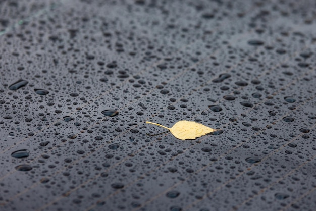 Gelbes Herbstbirkenblatt auf nasser schwarzer Oberfläche, die mit Regenwassertropfen bedeckt ist