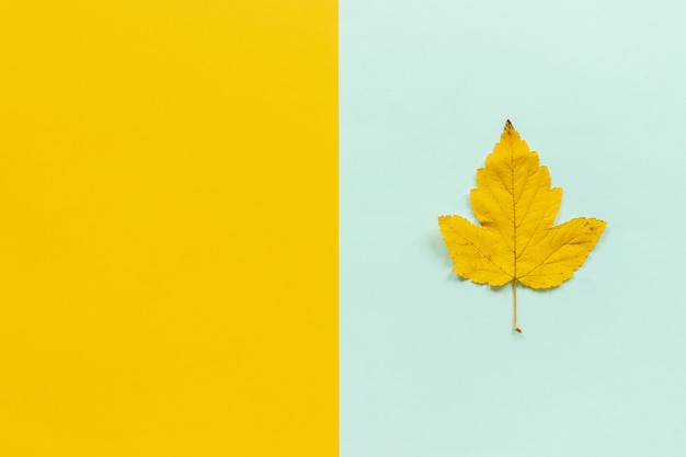 Gelbes herbstblatt auf blauem gelbem hintergrund