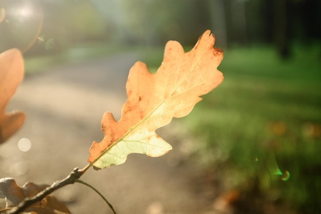 Gelbes Herbstblatt auf einem grünen Parkhintergrund