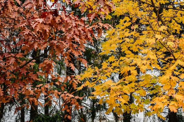 Gelbes Herbstlaub am Baum.