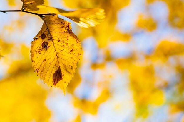 Gelbes Herbstlaub auf Bäumen. Herbstnaturhintergrund mit bokeh. Ahornblätter, Herbsthintergrund