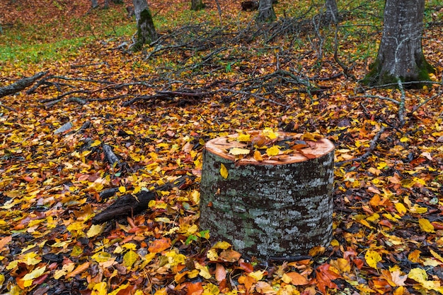 Gelbes Herbstlaub auf Baumstumpf