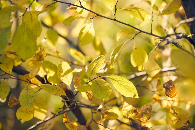 Gelbes Herbstlaub auf der Sonne. Herbstsaison. Herbstlaub im Sonnenlicht. Natur im Herbst, saisonale Kulisse.