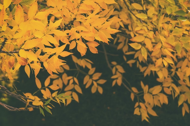 Gelbes Herbstlaub auf einem Ast