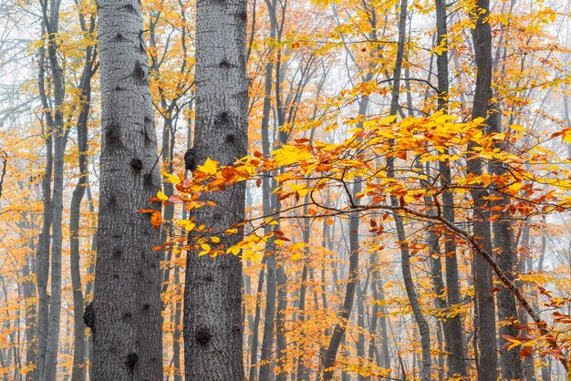 Gelbes Herbstlaub auf einem Ast