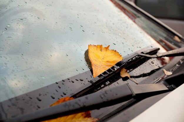 Gelbes Herbstlaub auf einem Auto