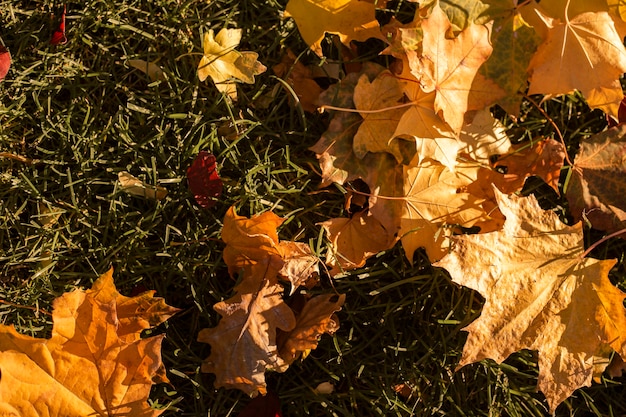 Gelbes Herbstlaub auf grünem Gras an einem sonnigen Tag. Ansicht von oben, flach.