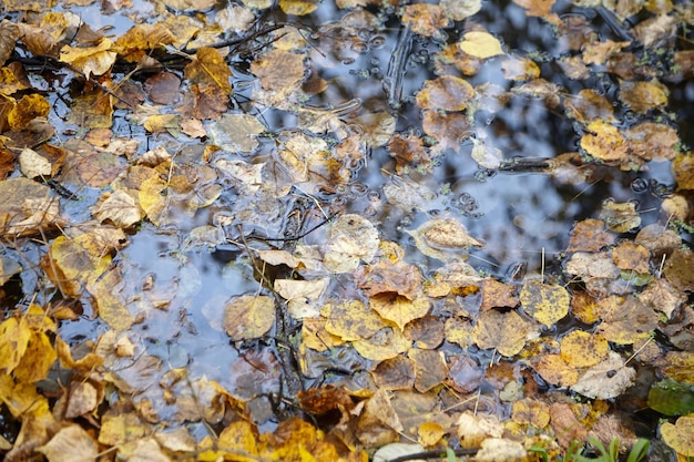 Gelbes Herbstlaub, das auf der Wasseroberfläche schwimmt, Herbstzeit im Park durch den Teich, Laubwald