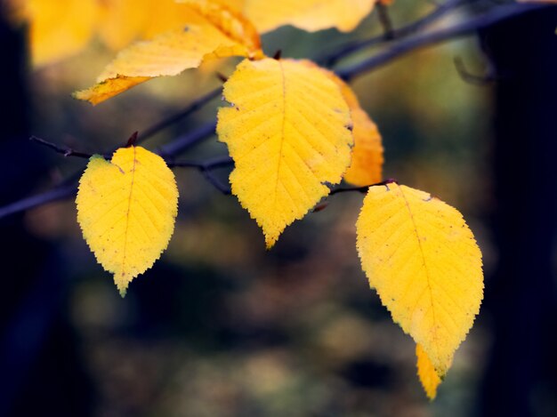 Gelbes Herbstlaub im Wald auf dunklem Hintergrund