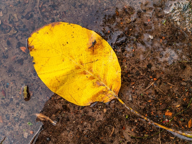 Gelbes Herbstlaub von Bäumen in einer Regenpfütze