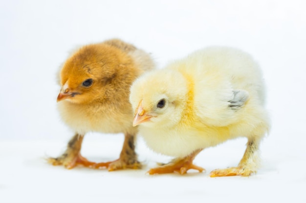 Gelbes Huhn auf weißem Hintergrund