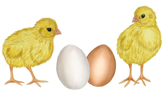 Gelbes Huhn weiße braune Eierschale landwirtschaftliches Produkt Protein Frohe Ostern Handgezeichnete Aquarellillustration isoliert auf weißem Hintergrund