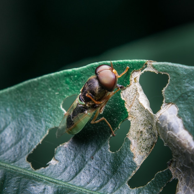 Gelbes Insekt auf Blatt