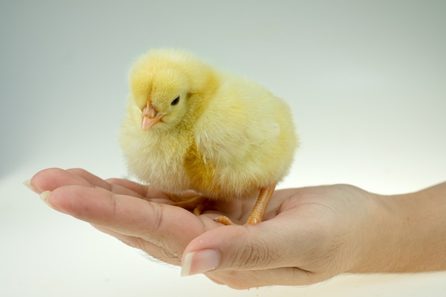 Gelbes kleines Huhn auf der Hand der Dame