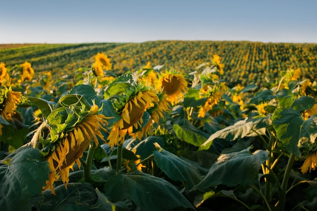 Gelbes kleines Sonnenblumenfeld auf den Hügeln und Reihen