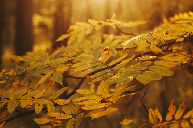 Gelbes Laub der Herbstwaldbäume