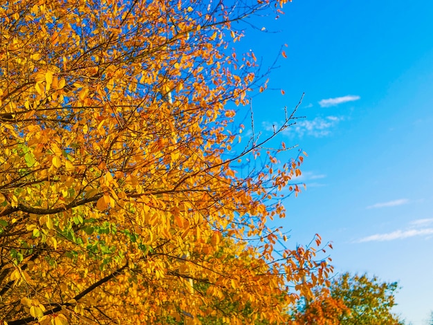 Gelbes Laub gegen blauen Himmel.