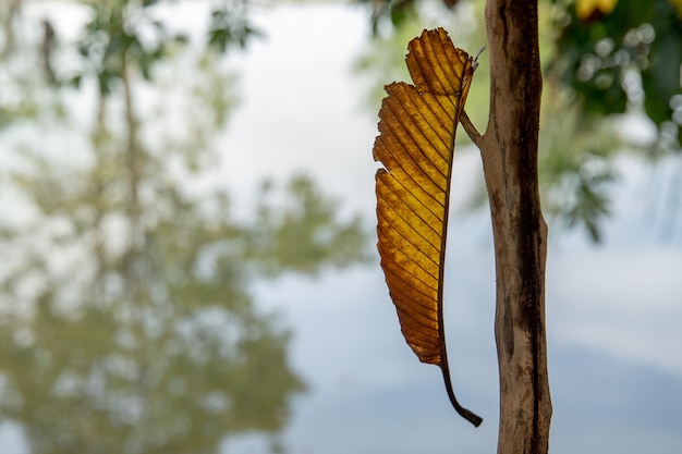 gelbes Laub Wasser Reflexion