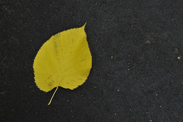 Gelbes Lindenblatt auf schwarzem Asphalt. Hintergrund, Textur des gelben Blattes.