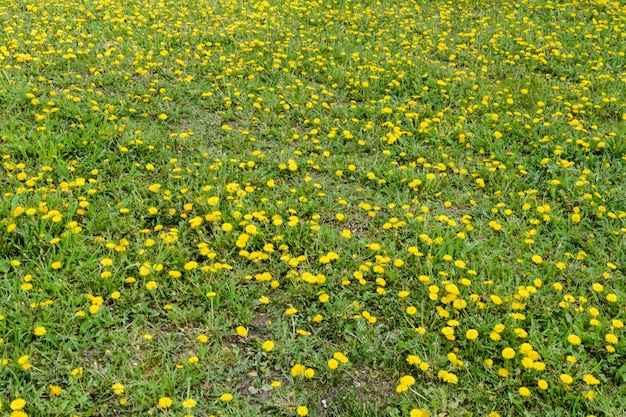 Gelbes Löwenzahnfeld. Helle Blumen Löwenzahn auf dem Hintergrund von grünen Frühlingswiesen.