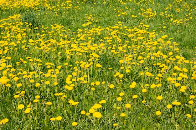 Gelbes Löwenzahnfeld im Sonnenlicht aus nächster Nähe