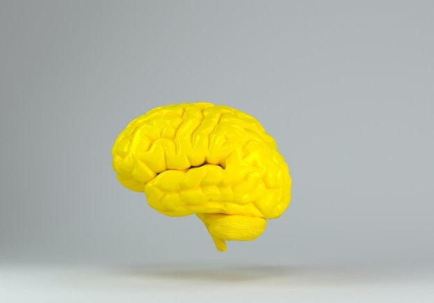 Gelbes menschliches Gehirn vor gelbem Hintergrund Anatomisches Modell auf dem Boden