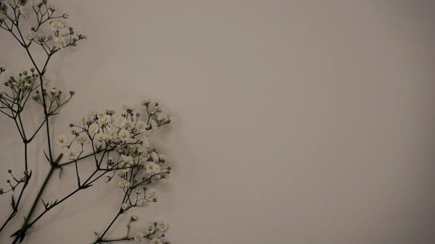 Gelbes Pompon-Chrysanthemum und leerer Raum