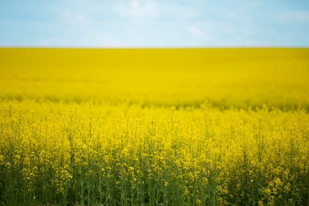 Gelbes Rapsblumenfeld gegen einen blauen bewölkten Himmel