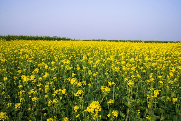 Gelbes Rapsblumenfeld im Freien in Bangladesch