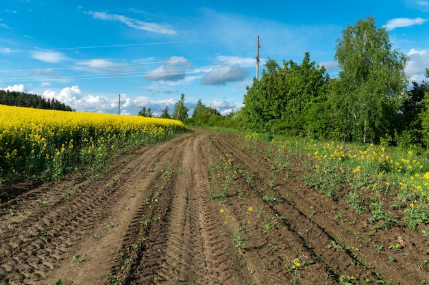 Gelbes Rapsfeld Eine unbefestigte Landstraße verläuft neben einem schönen Rapsfeld Anbau von Raps und Surepitsa unter schlechten Bedingungen Verschmutzung landwirtschaftlicher Flächen durch Produkte gorenje Benzin