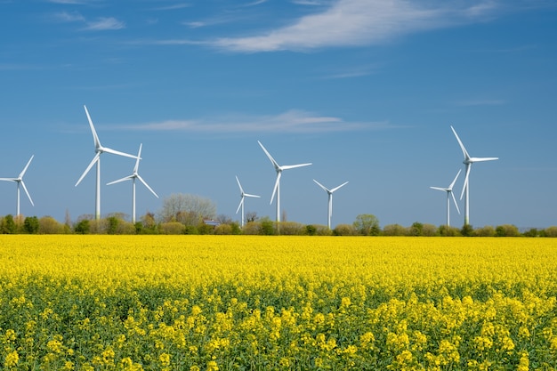 Gelbes Rapsfeld-Panorama mit Windrad oder Windrädern