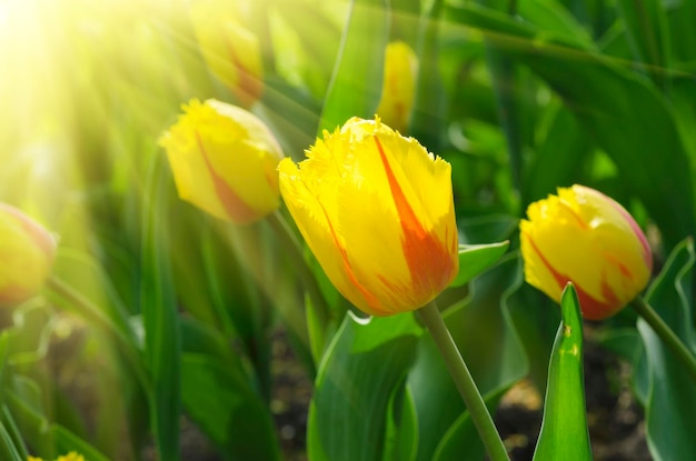 Gelbes schönes Tulpenfeld im Frühling mit Sonnenstrahlen