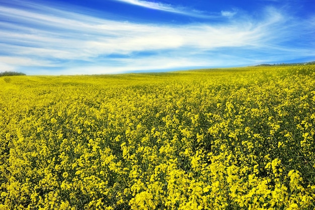 Gelbes Sommersenffeld auf einem Hintergrund von Bäumen