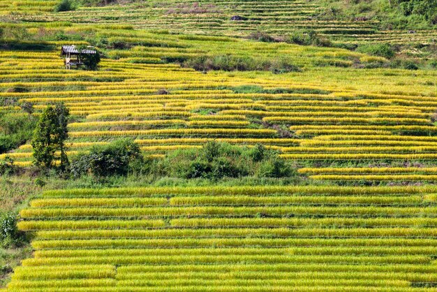 Gelbes terrassiertes Reisfeld bei Ban Pa Bong Peay in Chiangmai Thailand