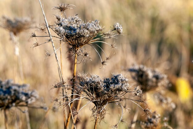 Gelbes trockenes Gras in der Herbstsaison auf dem Feld