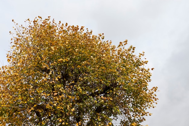 Gelbes und oranges Laub an Bäumen im Herbst