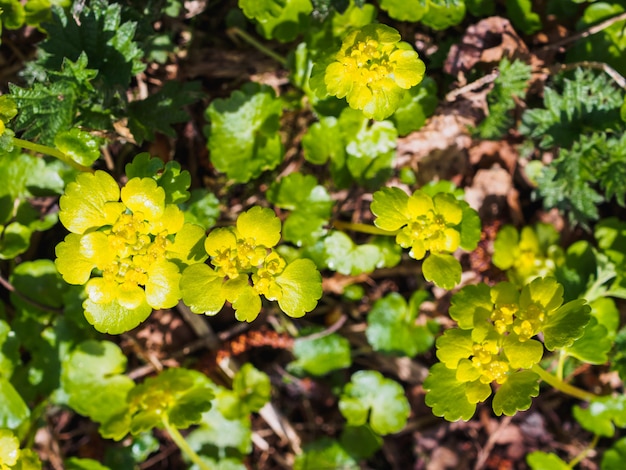 Gelbes Wasser blüht im Frühjahr Wald