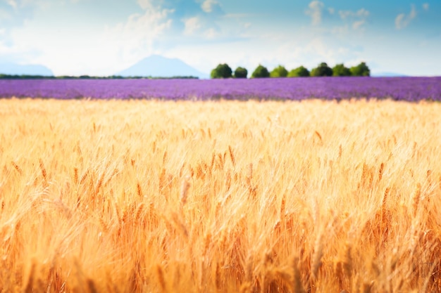 Gelbes Weizenfeld in Valensole, Provence, Frankreich Lavendelfeld im Hintergrund Selektiver Fokus Sommerlandschaft