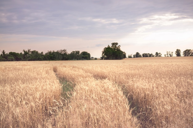 Gelbes Weizenfeld Ländliche Landschaften