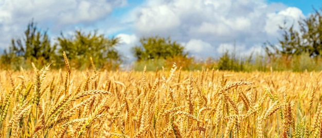 Gelbes Weizenfeld mit reifen Ähren und Bäumen und Himmel in der Ferne