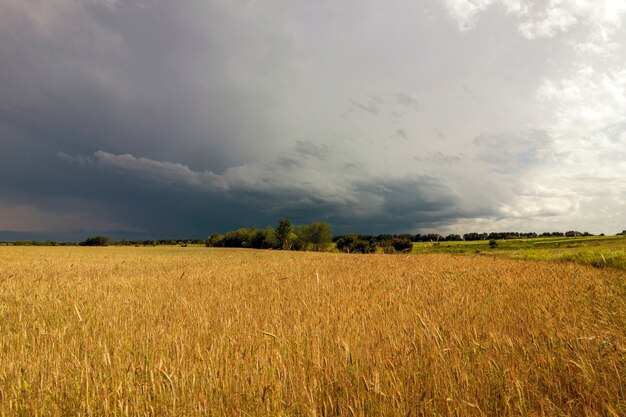 Gelbes Weizenfeld und stürmische Regenwolken