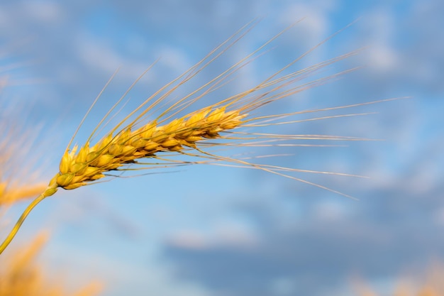 Gelbes Weizenhals auf blauem Himmel.