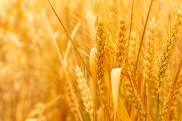 Gelbes Weizenkorn bereit zur Ernte im landwirtschaftlichen Bereich